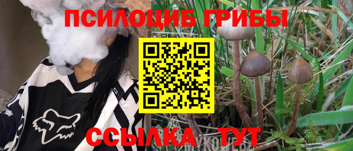 закладка  Псилоцибиновые грибы Cubensis  Кингисепп  Вход с VPN  Галлюциногенные грибы прущие грибы 
